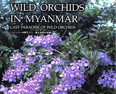 ミャンマーの野生ラン Wild Orchids in Myanmar Dr. Yoshitaka Tanaka