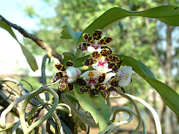 ミャンマーの野生ラン Wild Orchids in Myanmar Dr. Yoshitaka Tanaka