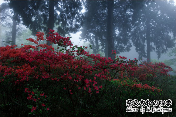 奈良大和の四季 2024年5月新作