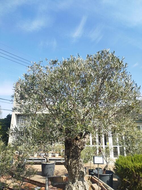 Powerdio Club: オリーブの木 アーカイブ