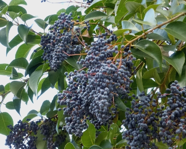 トウネズミモチ