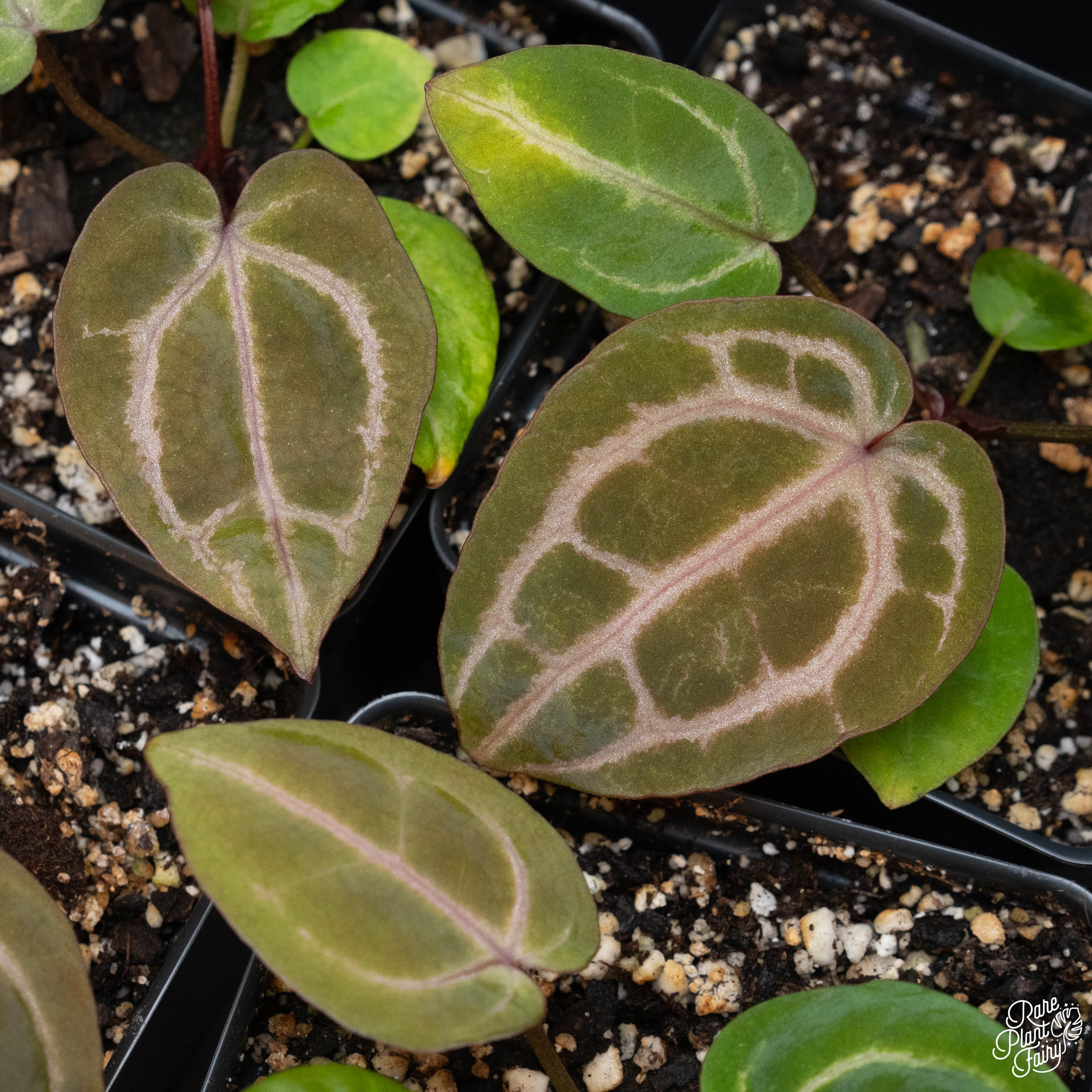 Anthurium Zara '3' x Zara '33' by DocBlock® *Grower's choice