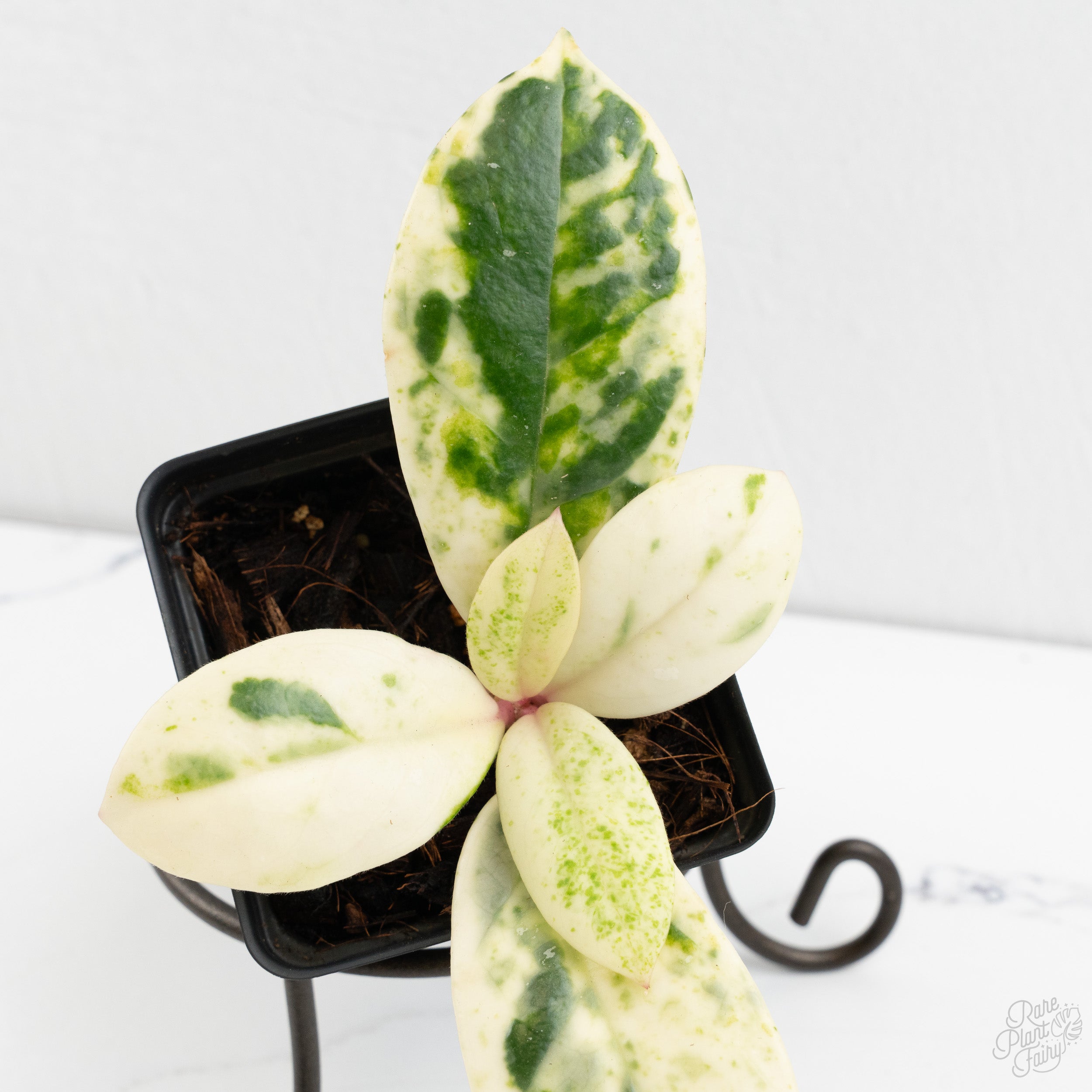 Hoya Carnosa 'Madara' (aka 'Snow Angel') (wk9-Q) – Rare Plant Fairy