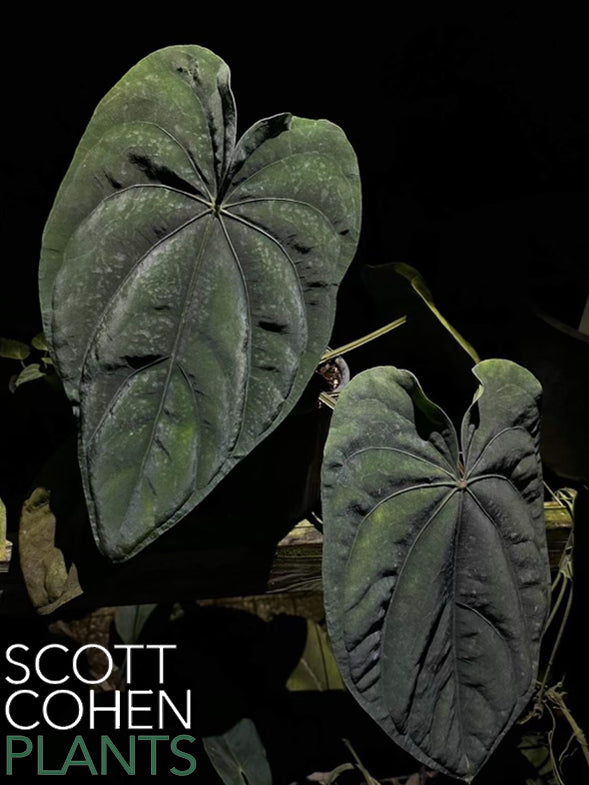 Anthurium Dressleri RA - Rare Collector Aroid | Scott Cohen Plants