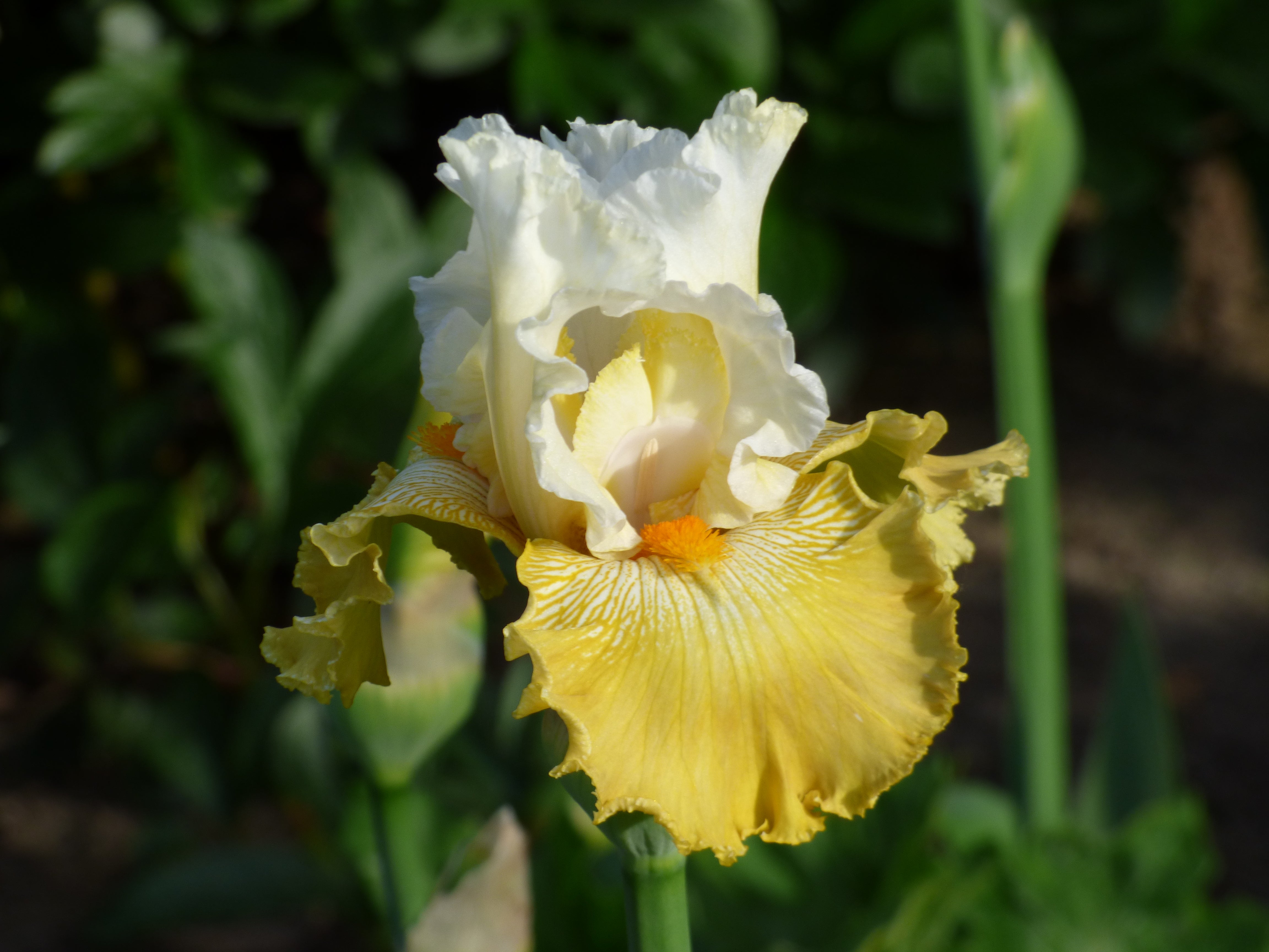 Kissed by the Sun | Tall Bearded Iris – Schreiner's Gardens