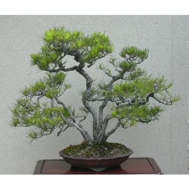 赤松（株立ち）ー樹高55cm、幅63cmー和輪花式*販売済 彩霞園｜盆栽販売