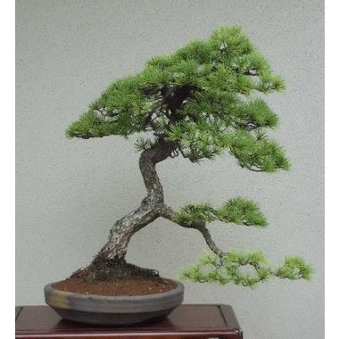 五葉松（文人）ー樹高60cm、幅55cmー和丸鉢 彩霞園｜盆栽販売