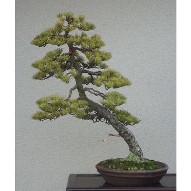 ブ*グ様 フォロワー300人記念オークション 五葉松 文人 盆栽 大品盆栽