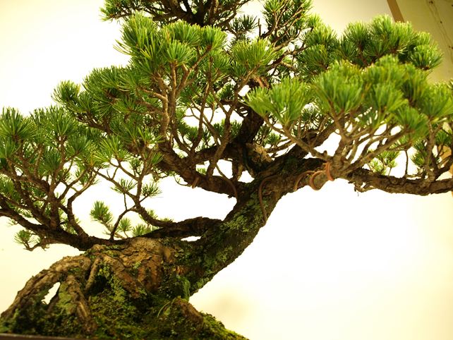 五葉松盆栽 模様木 No.a4-14 | 五葉松 専門盆栽園 松風園(しょうふう