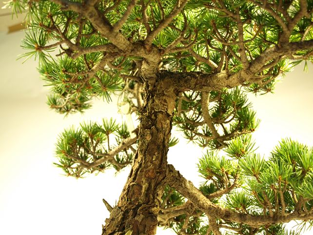 五葉松盆栽 文人 No.a6-2 | 五葉松 専門盆栽園 松風園(しょうふうえん