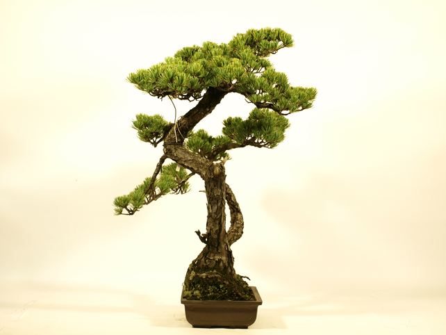 五葉松盆栽 双幹 No.a8-29 | 五葉松 専門盆栽園 松風園(しょうふうえん