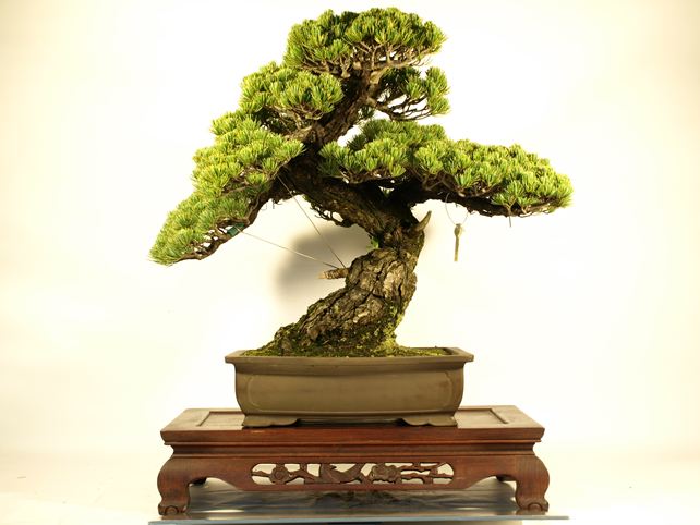 五葉松盆栽 模様木 No.a8-21 | 五葉松 専門盆栽園 松風園(しょうふう