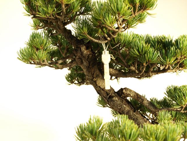 五葉松盆栽 斜幹 No.a8-31 | 五葉松 専門盆栽園 松風園(しょうふうえん