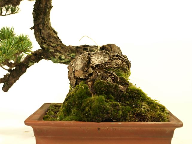 五葉松盆栽 懸崖 No.a8-3 | 五葉松 専門盆栽園 松風園(しょうふうえん