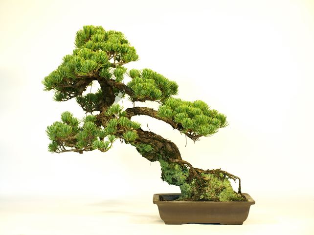 五葉松盆栽 斜幹 No.a9-33 | 五葉松 専門盆栽園 松風園(しょうふうえん