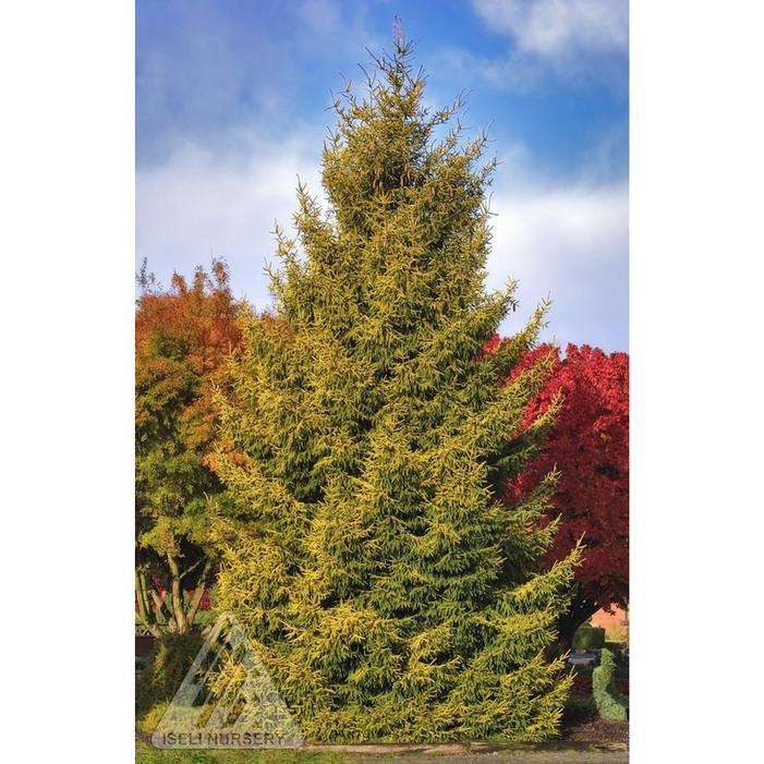 Skylands Oriental Spruce | Sooner Plant Farm