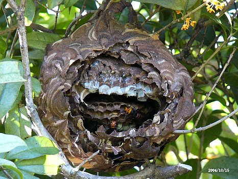 スズメバチの巣のしくみ