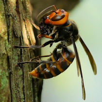 スズメバチの巣のしくみ