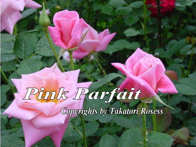 HT種.htmlバラ苗 日本ばら園 減農薬バラ苗販売、バラ苗専門店、年中