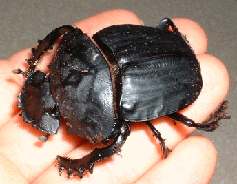 3horn－スカラベ飼育奮闘記
