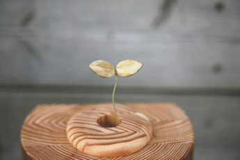 芽がでた時計（国産材：カラ松）：おすすめ「森」製品 Index：暮らしと