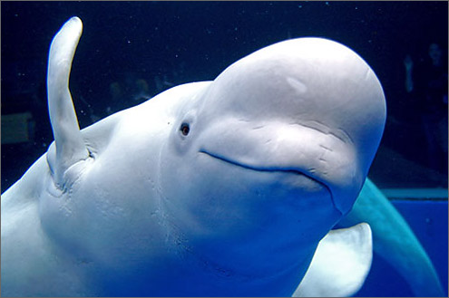 シロイルカ（ベルーガ）と会える水族館｜WEB水族館