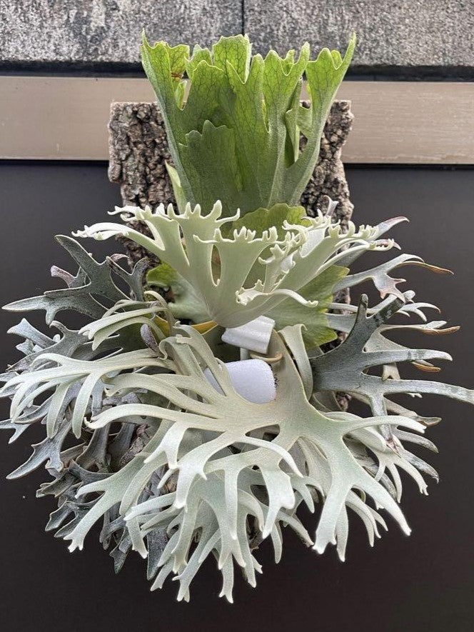 Platycerium Willinckii 'OMG' | Welovetropicalplants