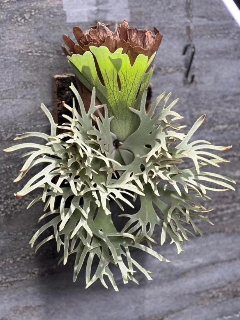 Platycerium Willinckii 'Bacteria' | Welovetropicalplants