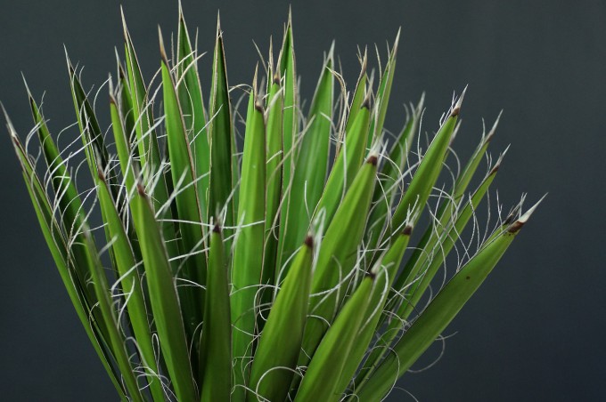 カルネロサーナとファクソニアーナ |ワンダープランツジャパン