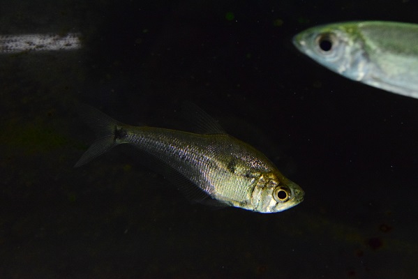 在庫魚紹介 - 静岡市の熱帯魚専門店（大型魚・古代魚・珍魚）｜World