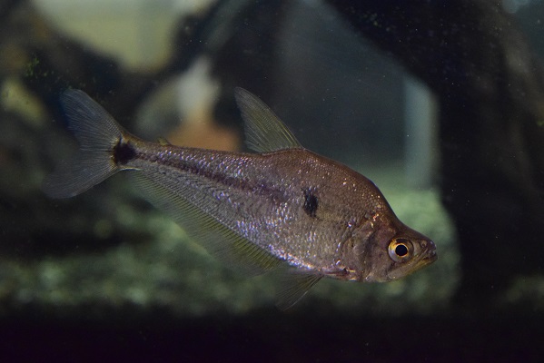 在庫魚紹介 - 静岡市の熱帯魚専門店（大型魚・古代魚・珍魚）｜World