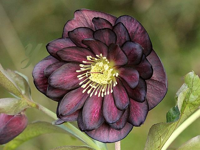 クリスマスローズ ddグロスレッドブラックピコティ