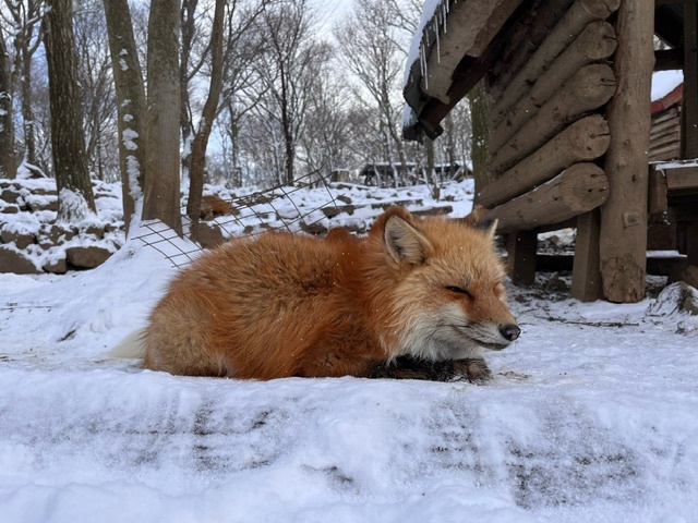 やっと雪が積もったぁ～！ | 今日のお客様 | 宮城蔵王キツネ村