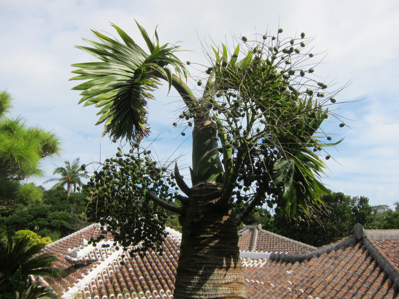 トックリヤシ（徳利椰子） - 沖縄百科事典 あじまぁ