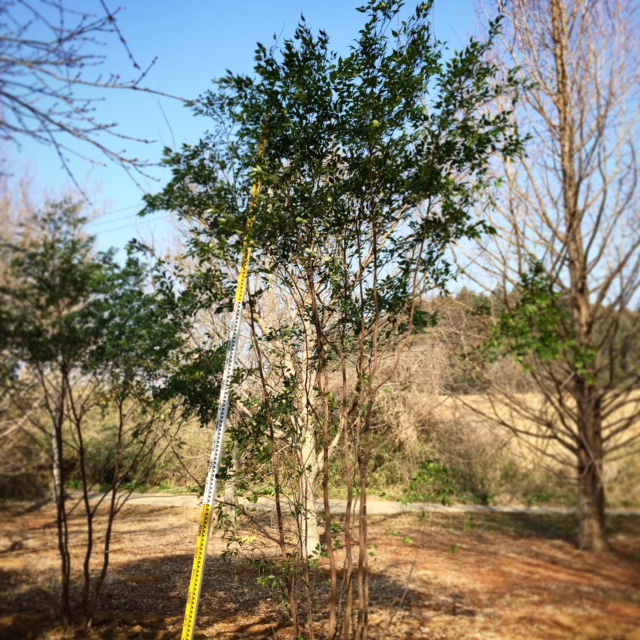 山採りハイノキ株立 3.0m | 八進緑産株式会社