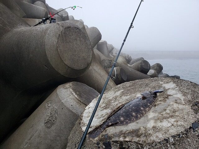 初心者必見】テトラでの伊勢海老の釣り方！私が使っている竿や仕掛けを
