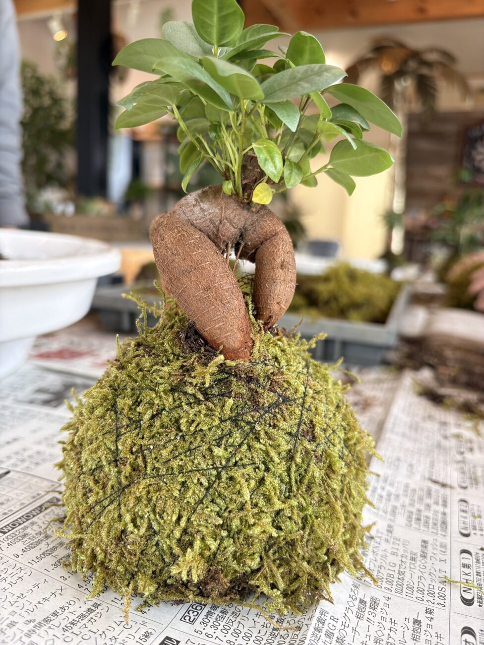 苔玉つくりワークショップを開催しました | 新着情報 | 5yukuri by 雅楽庭
