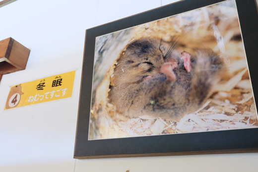 八ヶ岳の今旬！】小さな天然記念物・ヤマネが今年も冬眠に！ 眠る姿を