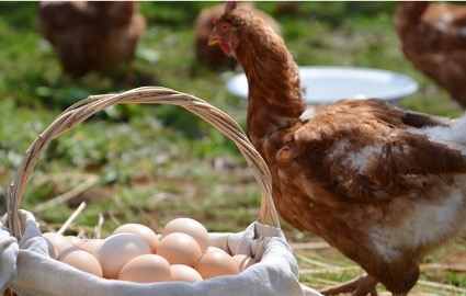 2月19日より期間限定、株式会社ハコニワ・ファームが1個300円の最高級