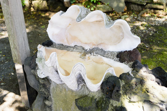 大シャコガイ」の写真素材 | 18件の無料イラスト画像 | Adobe Stock