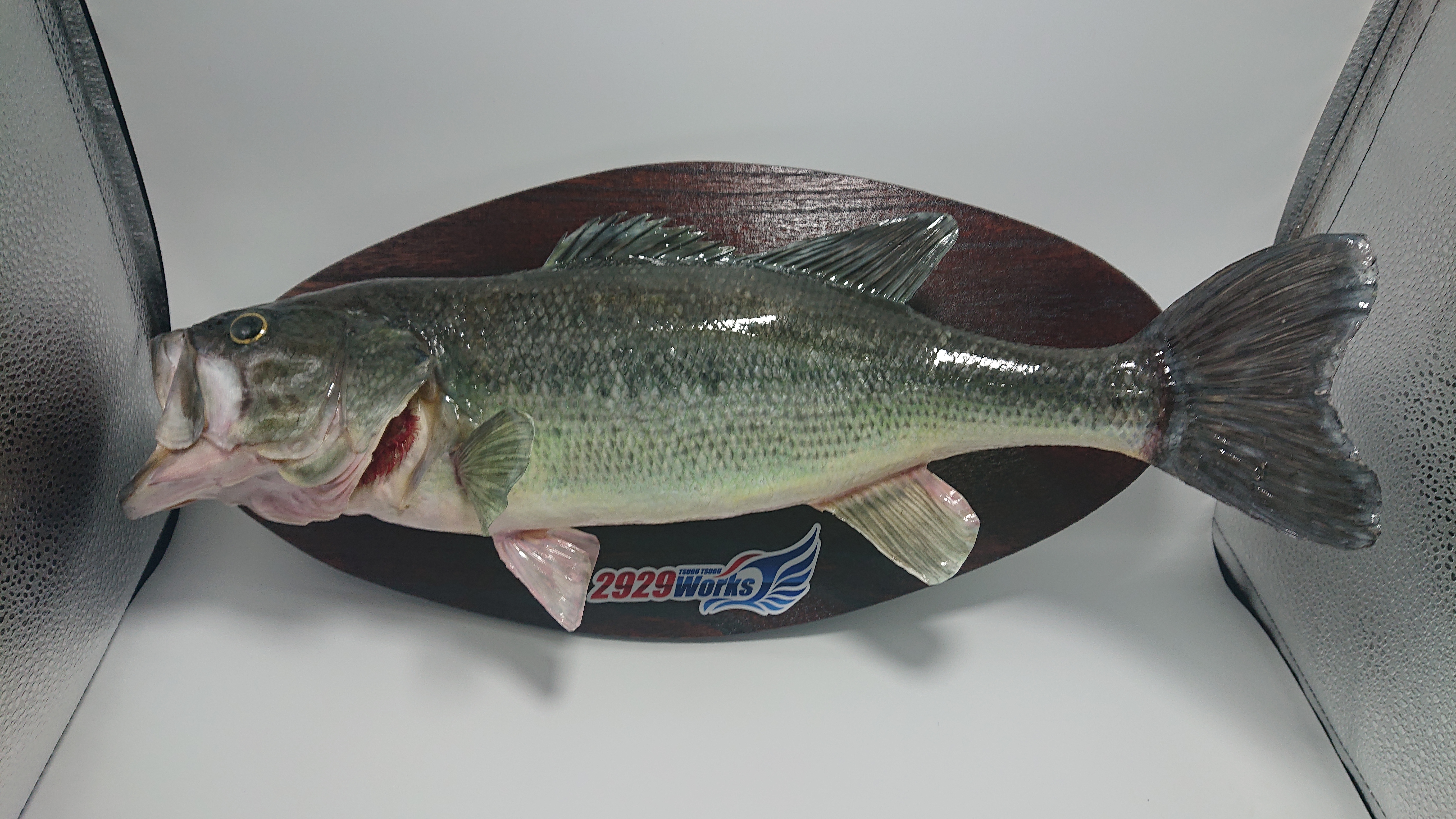 ブラックバスの剥製にチャレンジ！