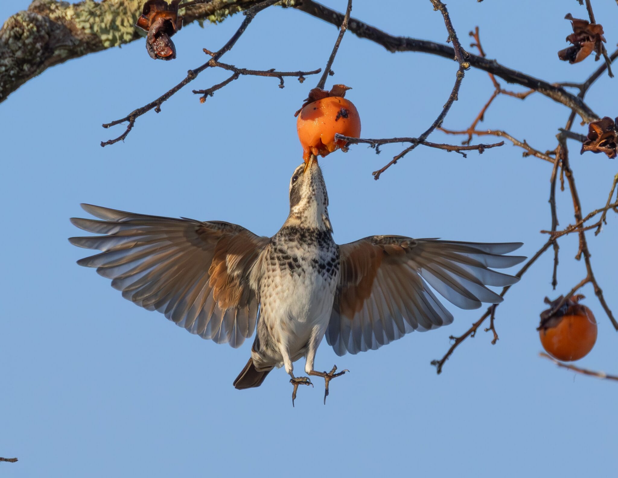 飛びながら 冬鳥「ツグミ」がフライングゲット キンキンに冷えた柿が