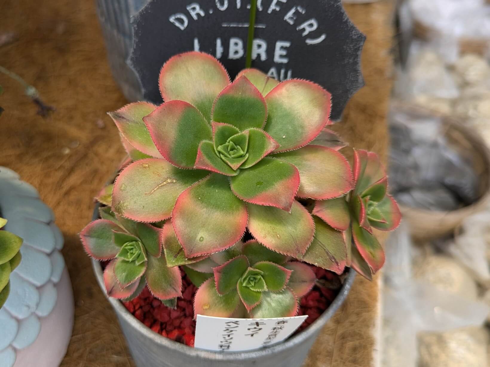 多肉植物【キウイ】の育て方：美しい葉と花を長く楽しむポイント