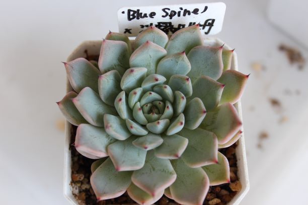 錦玉園@12800】ブルースパイン(1苗) 錦玉園@12800】ブルースパイン(1苗