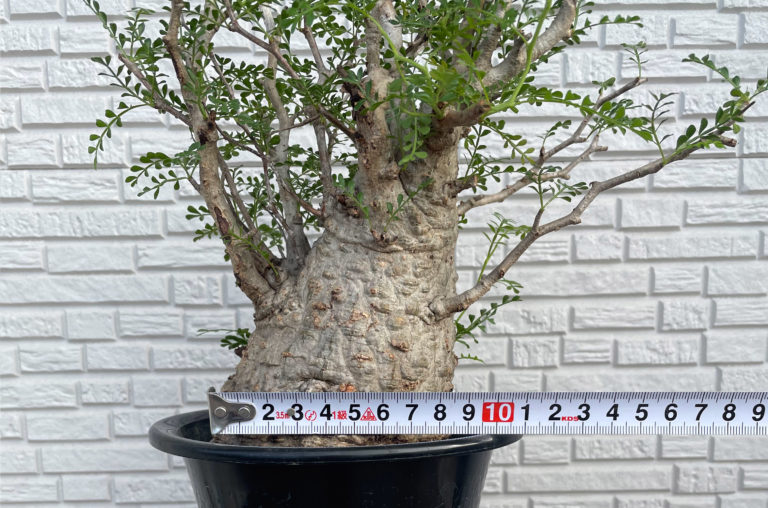 ル500 「実生株」オペルクリカリア パキプス 2年株種から発芽！・発