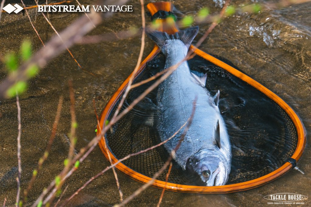 2023年】秋田県米代川サクラマス遠征。