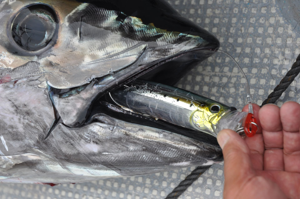 能登半島 輪島沖のクロマグロキャスティングゲーム