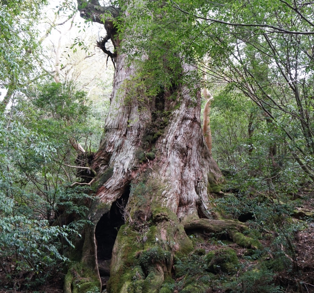 2324「大切に保管していました」自然美の屋久杉/長さ1900×幅130 2324