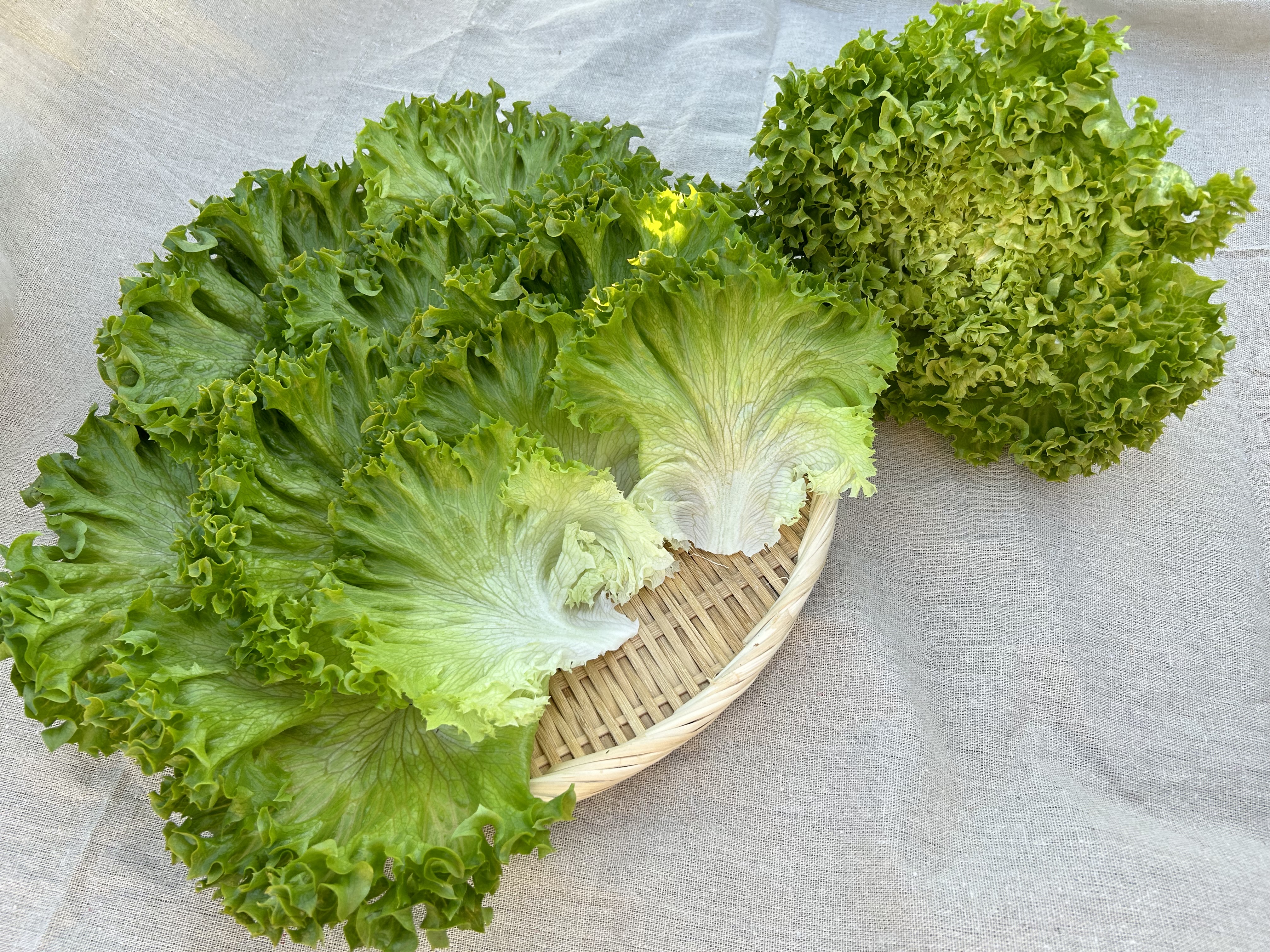 高田種苗オンライン / リマンボ Limambo RZ RZ ｺｰﾄ種子