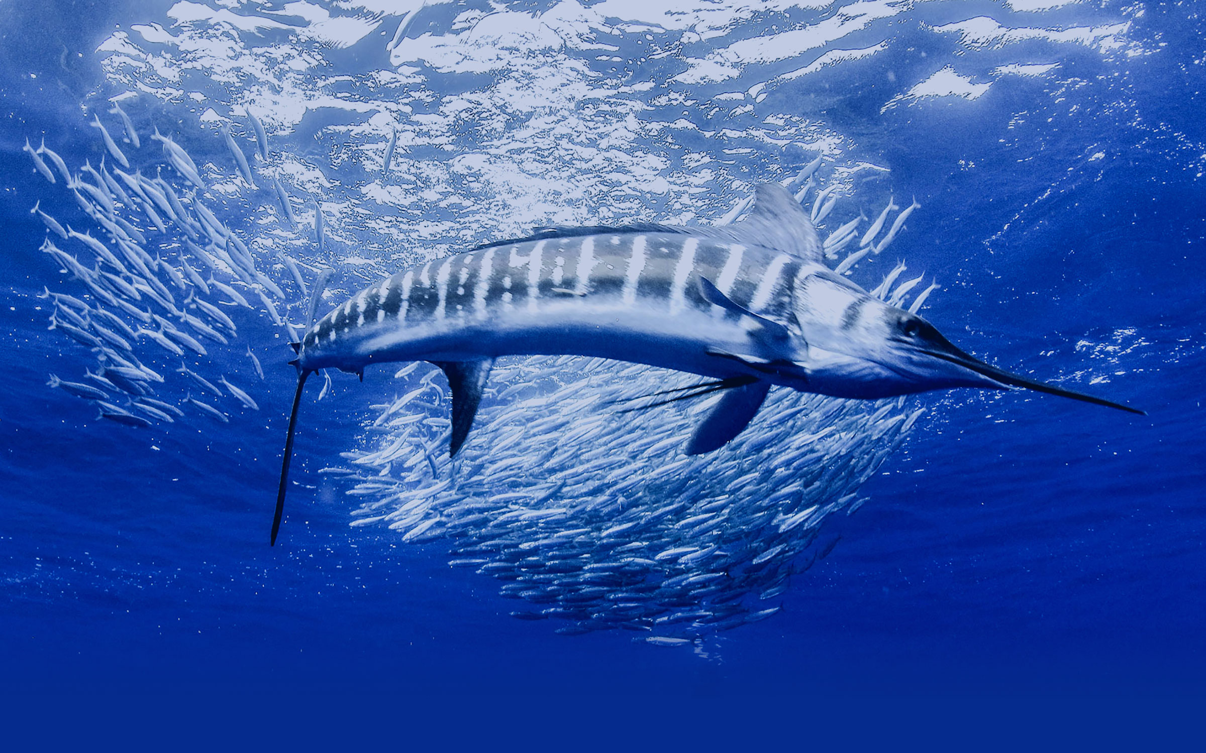 メキシコ ストライプドマーリンスイム | INTOTHEBLUE 水中写真家 越智隆治